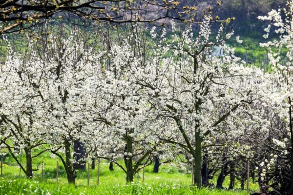 vignola: è tempo di ciliegie