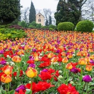 tulipanomania parco sigurtà