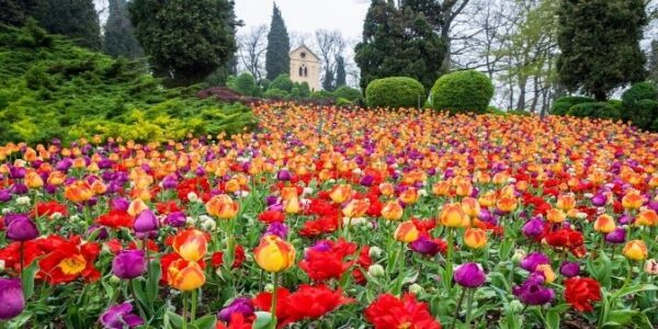 tulipanomania parco sigurtà