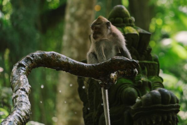 Indonesia: il paese delle 17 mila isole - immagine 19