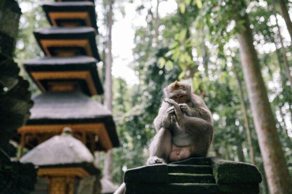 Indonesia: il paese delle 17 mila isole - immagine 15