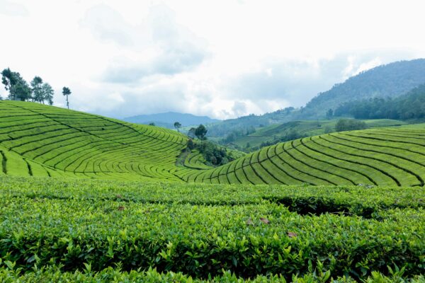 Indonesia: il paese delle 17 mila isole - immagine 13