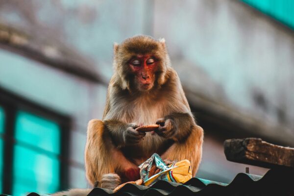 Nepal: i segreti dell'Himalaya - immagine 18